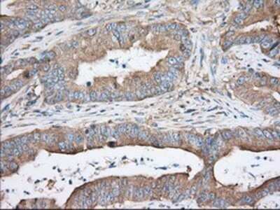 Immunohistochemistry: TTC32 Antibody (OTI1F7) - Azide and BSA Free [NBP2-74656]