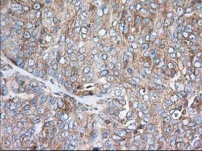 Immunohistochemistry: TTC32 Antibody (OTI1F7) - Azide and BSA Free [NBP2-74656]