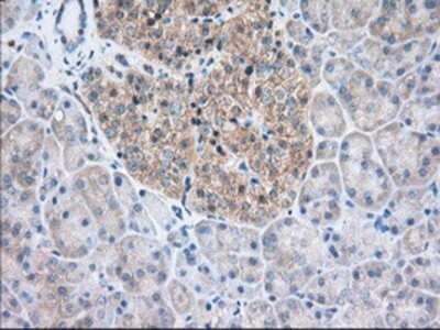 Immunohistochemistry: TTC32 Antibody (OTI1F7) - Azide and BSA Free [NBP2-74656]