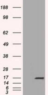 Western Blot: TTC32 Antibody (OTI1F7)Azide and BSA Free [NBP2-74656]