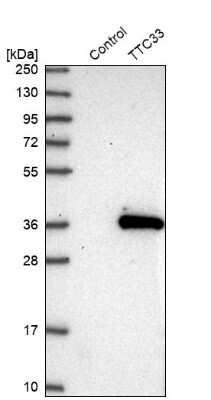 Western Blot: TTC33 Antibody [NBP1-82469]