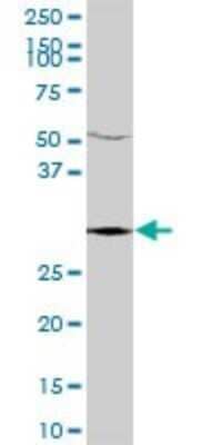 Western Blot: EMC2 Antibody [H00009694-B01P]