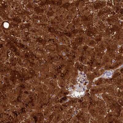 Immunohistochemistry-Paraffin: TTC36 Antibody [NBP1-93702]
