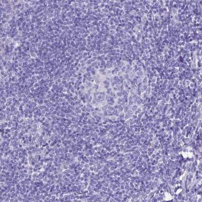 Immunohistochemistry-Paraffin: TTC36 Antibody [NBP1-93702]