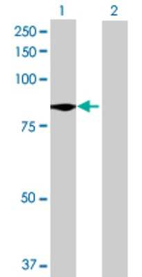 Western Blot: TTC39B Antibody [H00158219-B01P]