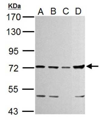 Western Blot: TTC39B Antibody [NBP2-15148]