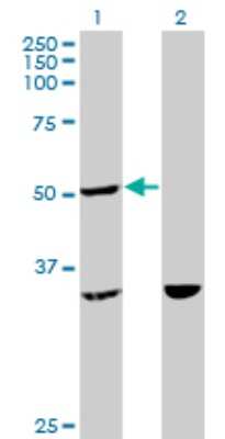 Western Blot: TTC4 Antibody (1E10) [H00007268-M09]