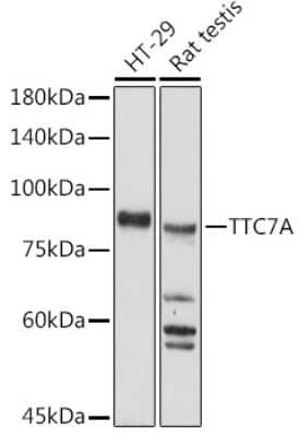 Western Blot: TTC7A AntibodyAzide and BSA Free [NBP3-16058]