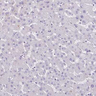 Immunohistochemistry-Paraffin: TTC7B Antibody [NBP2-31782]