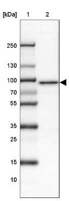 Western Blot: TTC7B Antibody [NBP2-31715]