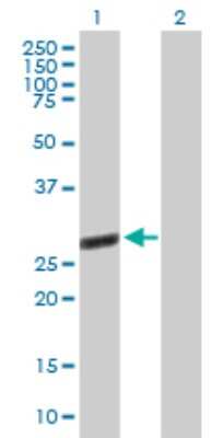 Western Blot: TTC9B Antibody [H00148014-B01P]