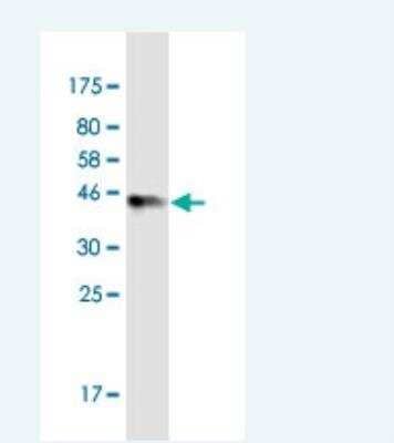 Western Blot: TTC9C Antibody (7H10) [H00283237-M06-100ug]