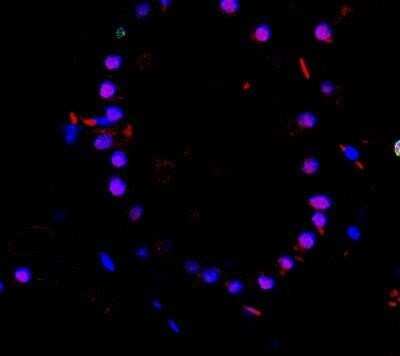 Immunocytochemistry/ Immunofluorescence: TTF-1 / NKX2-1 Antibody (8G7G3/1 + NX2.1/690) - Azide and BSA Free [NBP2-47773]