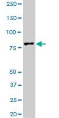 Western Blot: TTF2 Antibody (1E8) [H00008458-M06]