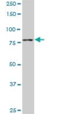 Western Blot: TTF2 Antibody (1E8) [H00008458-M06]