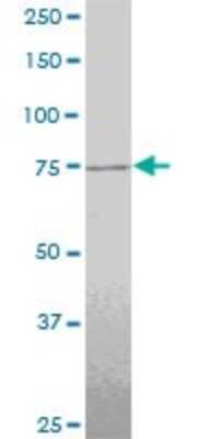 Western Blot: TTF2 Antibody (1E8) [H00008458-M06]