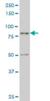 Western Blot: TTF2 Antibody (2B6) [H00008458-M12]