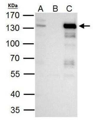 Immunoprecipitation: TTF2 Antibody [NBP1-32842]