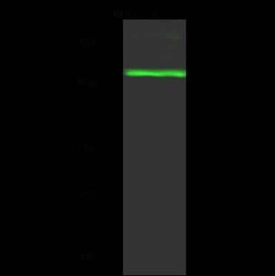 Western Blot: TTF2 Antibody [NBP2-98952]