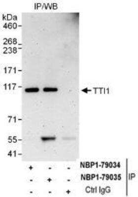 Immunoprecipitation: TTI1 Antibody [NBP1-79035]