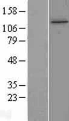 Western Blot: TTI1 Overexpression Lysate [NBL1-12245]