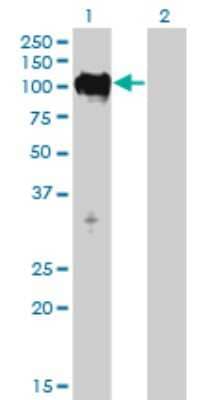 Western Blot: TTK Antibody (3G7) [H00007272-M01]