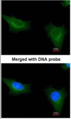 Immunocytochemistry/ Immunofluorescence: TTLL1 Antibody [NBP1-32805]