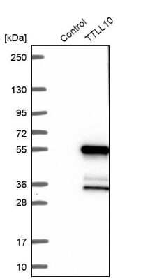 Western Blot: TTLL10 Antibody [NBP1-93819]