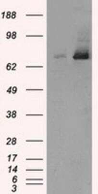 Western Blot: TTLL12 Antibody (OTI7F11)Azide and BSA Free [NBP2-74676]