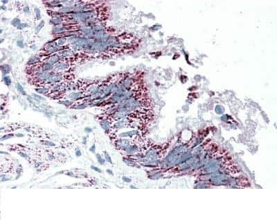 Immunohistochemistry-Paraffin: TTLL4 Antibody [NBP1-47243]