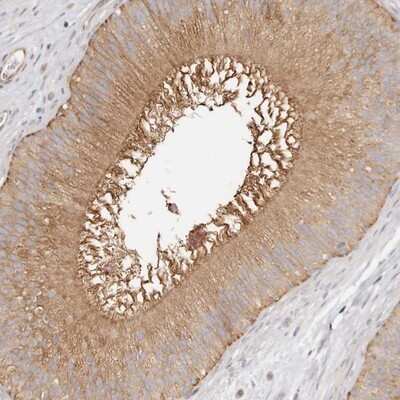 Immunohistochemistry-Paraffin: TTLL4 Antibody [NBP1-81535]