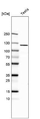 Western Blot: TTLL4 Antibody [NBP1-81535]