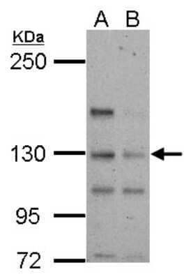 Western Blot: TTLL4 Antibody [NBP2-20756]