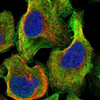 Immunocytochemistry/ Immunofluorescence: TTLL5 Antibody [NBP1-93609]