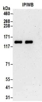 Immunoprecipitation: TTLL5 Antibody [NBP2-32086]