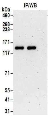 Immunoprecipitation: TTLL5 Antibody [NBP2-32091]