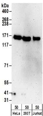 Western Blot: TTLL5 Antibody [NBP2-32091]