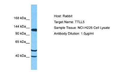 Western Blot: TTLL5 Antibody [NBP2-88518]