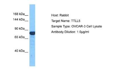 Western Blot: TTLL5 Antibody [NBP2-88520]