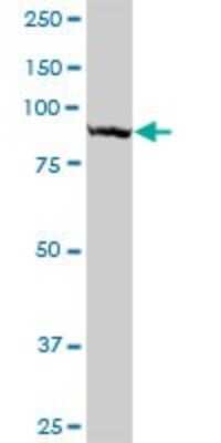 Western Blot: TTLL6 Antibody [H00284076-B01P]