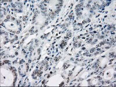Immunohistochemistry-Paraffin: TTP Antibody (OTI8B5) [NBP2-02105]