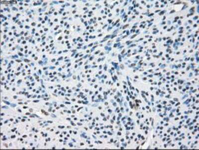 Immunohistochemistry-Paraffin: TTP Antibody (OTI8B5) [NBP2-02105]