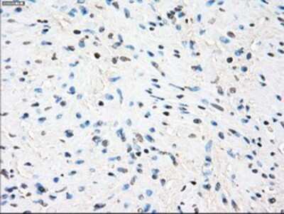 Immunohistochemistry-Paraffin: TTP Antibody (OTI8B5) [NBP2-02105]