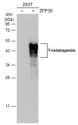 Western Blot: TTP Antibody [NBP3-12978]
