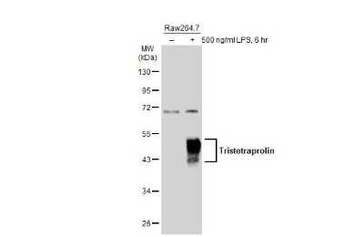Western Blot: TTP Antibody [NBP3-12978]