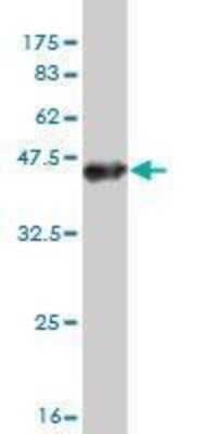 Western Blot: TTYH1 Antibody (4A9) [H00057348-M04]