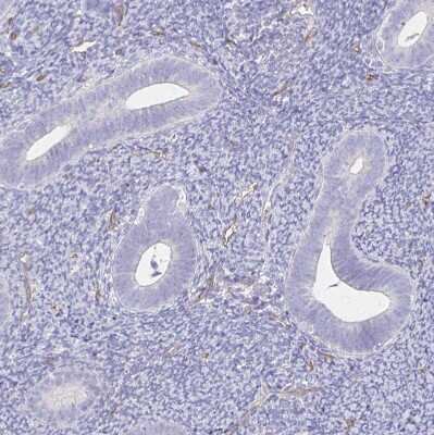 Immunohistochemistry-Paraffin: TTYH1 Antibody [NBP2-38634]