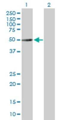 Western Blot: TUBA3D Antibody [H00113457-B01P]