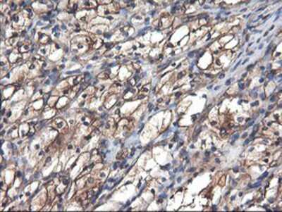 Immunohistochemistry-Paraffin: TUBAL3 Antibody (OTI4C5) [NBP2-01476]