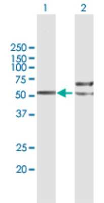 Western Blot: TUBB4Q Antibody [H00056604-B01P]